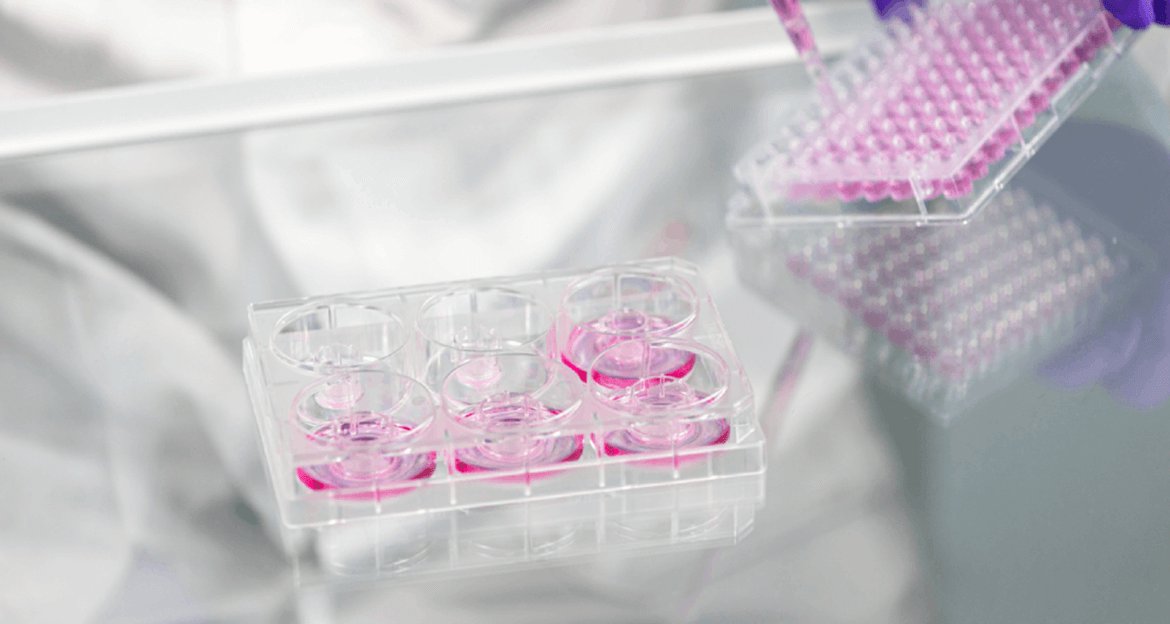 Episkin Mesh L'Oréal Paris is committed to a beauty without animal testing with its ...