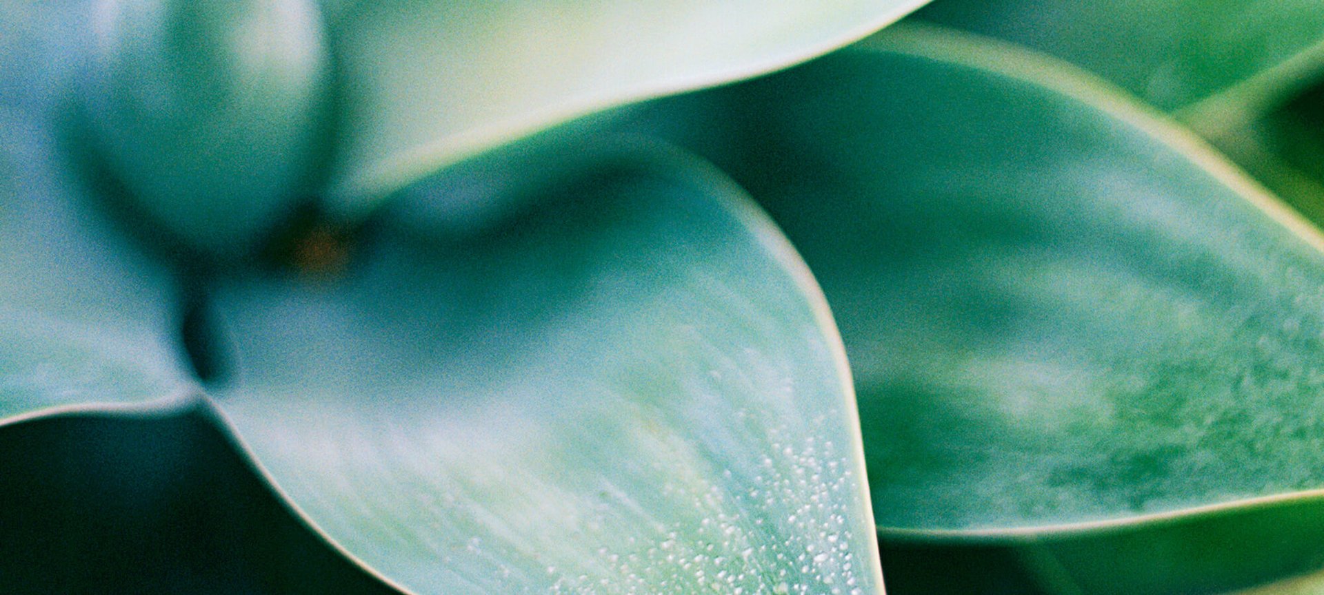 使用不含防腐劑的護膚品（標題）