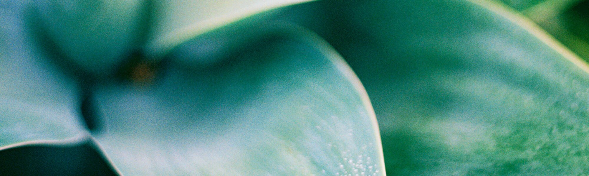 使用不含防腐劑的護膚品(標題)