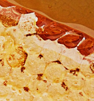 5種超級食物,為冬季過後的肌充電(標題)